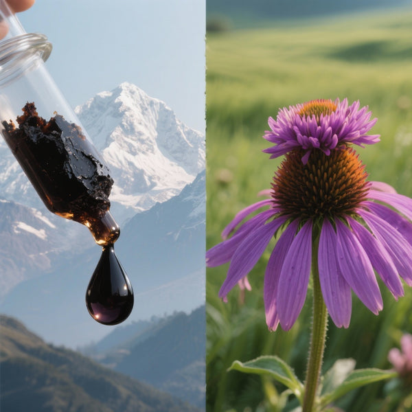 Shilajit vs. Échinacée : Lequel choisir pour passer un hiver tranquille ?