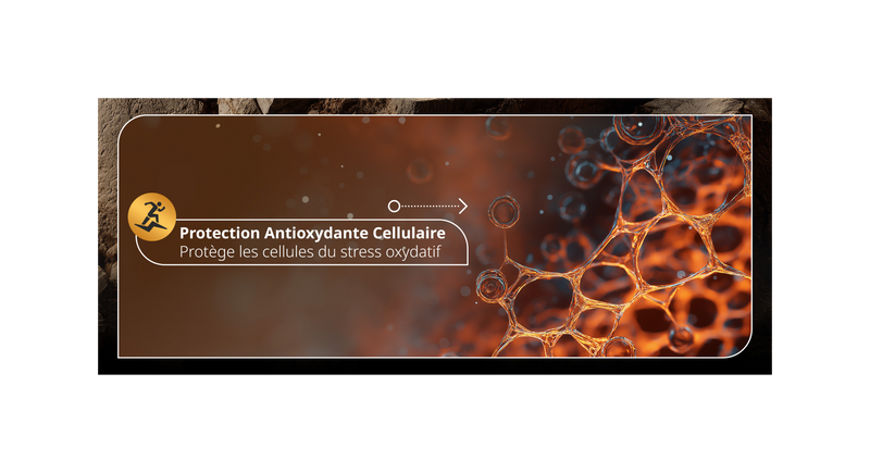 Protection Antioxydante