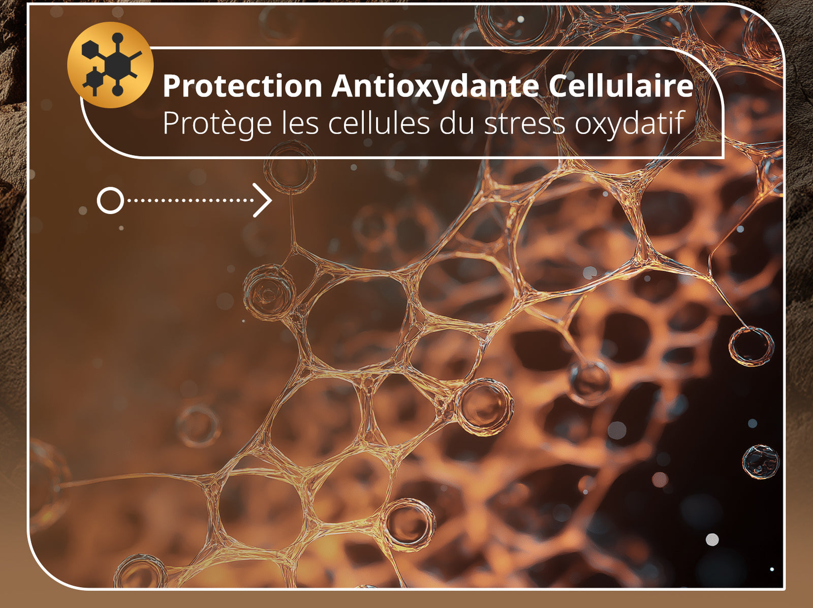 Protection Antioxydante Cellulaire - Protège les cellules contre le stress oxydatif